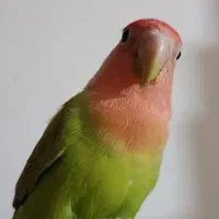 جوجه طوطی ملنگو و۲ عروس هلندی ماده