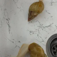 فروش حلزون