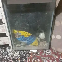 اکواریوم