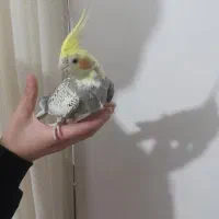 یک جفت عروس هلندی