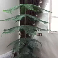 کاج طبقه ای