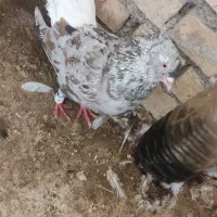 کبوتر  دم سفید شکلاتی نر