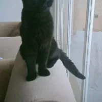 بچه گربه بریتیش