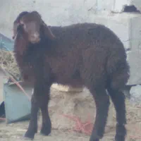 بره
