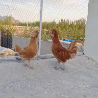 مرغ خروس لهستانی ،خروس گلین فول،خروس سیاه استرالوپ