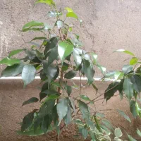 گل بنجامین سبز