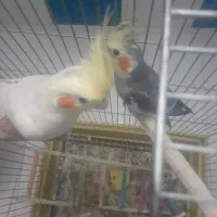 عروس به همراه قفس