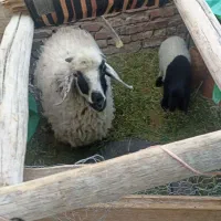 یک عدد میش جوان،زه دومش هست،بدون بچه بفروش میرسد