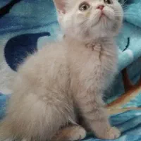 بچه گربه 2 ماهه