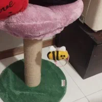 اسکچرز گربه