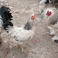 مرغ خروس برهما ۴ تومن