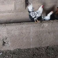 خروس گلین