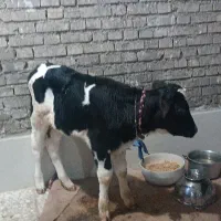 گوساله نر هلشتاین