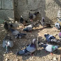 کبوتر سبز پرشی