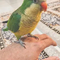 جوجه راهب نر سخنگو