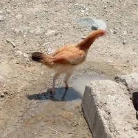 مرغ محلی تخم گذار