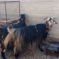 بز ترکی درجه یک