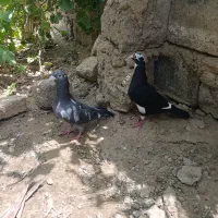 کبوتر|پرنده|زهک, |دیوار