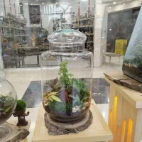 تراریوم ،گل وگیاه ،درختچه های جاودان و دکوراسیون