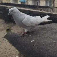 کبوتر کله الماسی طوس