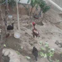 خروس لاری نژاد