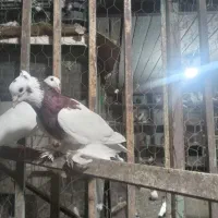 زاغ چشم نوک