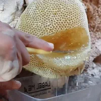 عسل کوهی تضمینی به شرط اصل