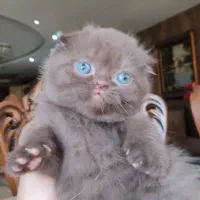اسکاتیش چاکلت و بلک اسموک