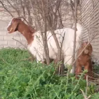 بز ماده یک ساله ...