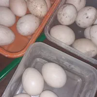 تخم مرغ و اردک اسراییلی نطفه دار