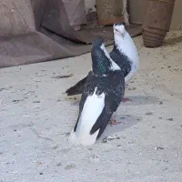 کبوتر چادری نروماده