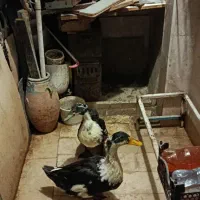 اردک