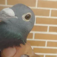 آردن نروماده با جوجها نر تکی