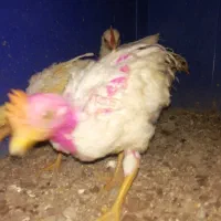 جوجه|حیوانات مزرعه|الیگودرز, |دیوار