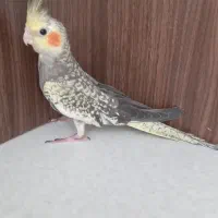 جوجه عروس هلندی