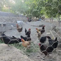 ۱۸ عدد مرغ خانگی سنگین وزن به شرط تخم