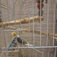 عروس هلندی نر و ماده