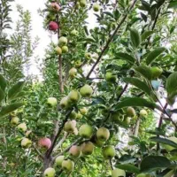نیاز مند کارگر آقا و خانم برای میوه چینی