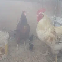 مرغ و خروس همراه جوجه