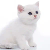 بریتیش سفید برفی