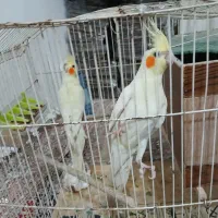 عروس هلندی