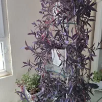 گل طبیعی