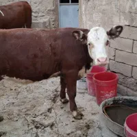 فروش گوساله