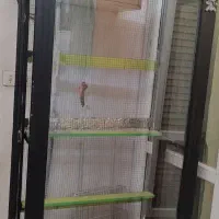قفس پرنده