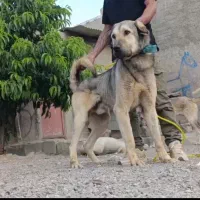واگذاری سگ عراقی