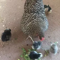 مرغ آمروک با جوجه