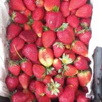 توت فرنگی درجه ۱