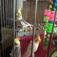 عروس هلندی جوجه