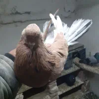 سرور ماده وطوقی نر