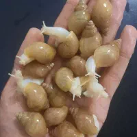 حلزون آچاتینا